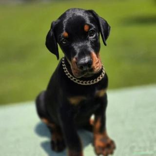 Doberman - Canisă Autorizată