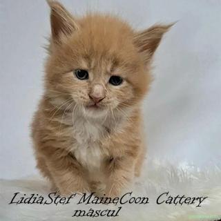 Maine Coon pisicuti cu Pedigree WCF-Magnificats-Felisa Timisoara