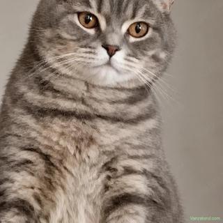 British Shorthair Silver Taby