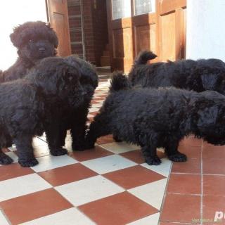 Ciobanesc unguresc puli/puleu pe alb,negru si maro!!