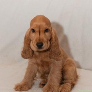 Catei Cocker Spaniel - Cumpără în condiții de legalitate și siguranță