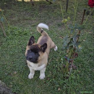 Puiuț Akita American