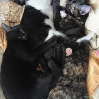 Pisicuțe pentru apartament