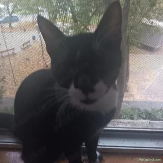 Motanel și fetiță pentru adopție