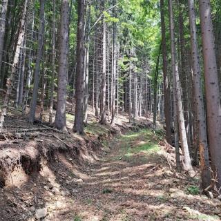 67500mp padure + pajiste Valea de Brazi jud Hunedoara