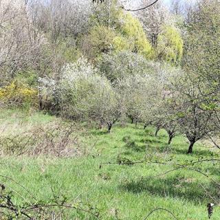 La 4 km de Campina ,in Banesti, teren superb pt casa de vacanta, parcelabil