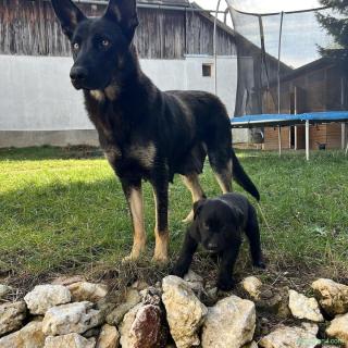 Adoptie: pui de ciobanesc german, 2 luni (Brasov, Bucuresti, Sibiu)