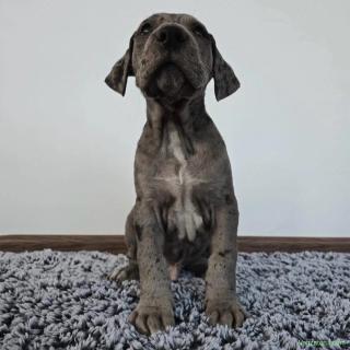 Vând Dog German (Marele Danez) Arlechin Mascul, 9 luni