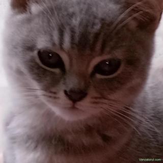 Pisici British Shorthair