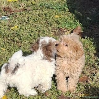 De vânzare căței Maltipoo