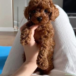 Poodle Pudel Mini Toy Roșcat Ofer Transport