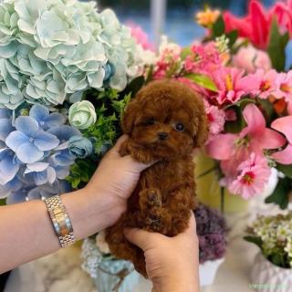 Poodle Pudel Mini Toy Roșcat Ofer Transport