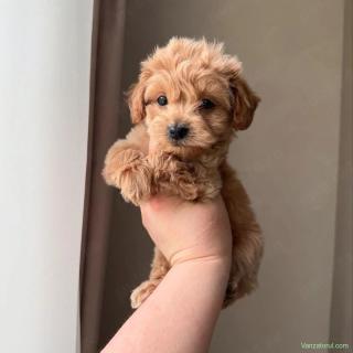 Maltipoo mini toy pudel caniche