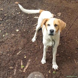 donez catel si catelusa amstaff cu ciobanesc