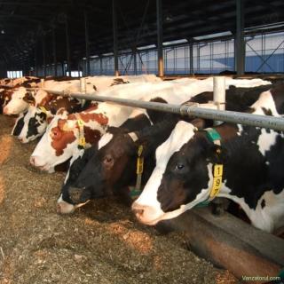 Angajam Ingrijitor Muncitor la ferme de animale - in Germania