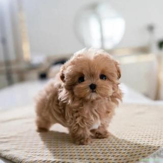 Maltipoo Toy Caramel ( Bear Type -ursulet)