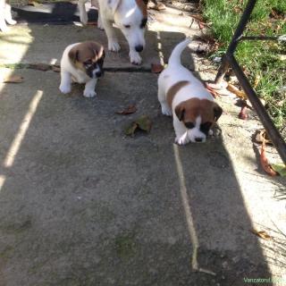 Jack Russel Terrier - 2 luni