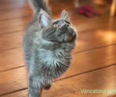 Mainecoon Felisa autorizata WCF