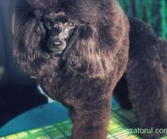 Angajare Groomer Salon Labute Fericite