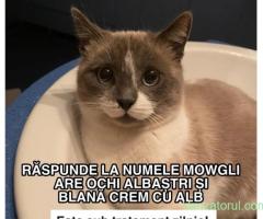 Motan Disparut