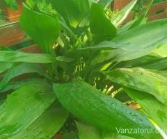 Aspidistra (planta de salon)