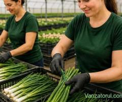 Agricultura, silvicultura • 300+ Locuri de munca