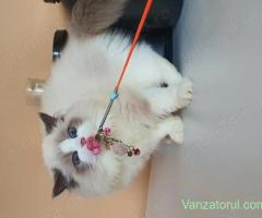 Motanel Ragdoll Cu Pedigree