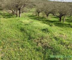 Teren extravilan • Vanzare, cumparare, anunturi, preturi